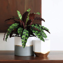 ZESTAW CERAMICZNYCH DONICZEK OZDOBNYCH 2SZT ZESTAW CERAMICZNYCH DONICZEK OZDOBNYCH 2SZT