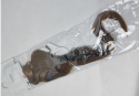 Balmain DoubleHair Extensions 22" brąz Balmain DoubleHair Extensions 22" brąz