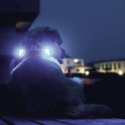 Curli Przypinki Z Diodami Luumi Led czerwona dla psa kota na obroże smycz Curli Przypinki Z Diodami Luumi Led czerwona dla psa kota na obroże smycz