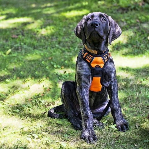 SZELKI Rabbitgoo Dog dla psa M uprząż kamizelka 2 klipsy do smyczy SZELKI Rabbitgoo Dog dla psa M uprząż kamizelka 2 klipsy do smyczy