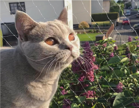 SIATKA OCHRONNA NA BALKON OKNA DLA KOTA PRZED GOŁĘBIAMI PTAKAMI 8x3m SIATKA OCHRONNA NA BALKON OKNA DLA KOTA PRZED GOŁĘBIAMI PTAKAMI 8x3m
